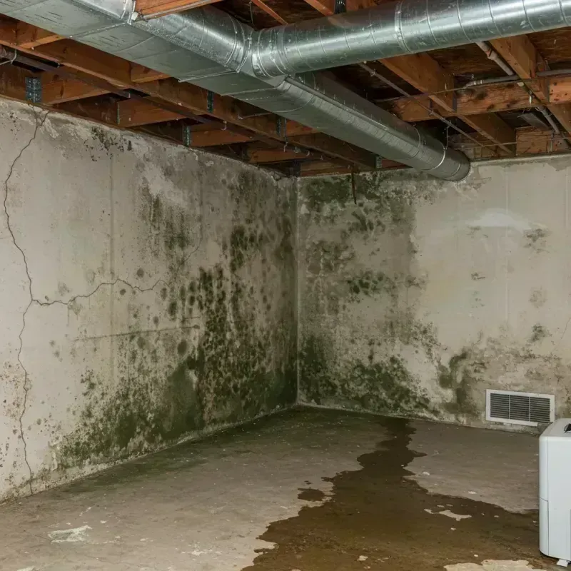 Professional Mold Removal in Bunkerville, NV